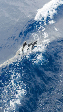 蓝色大海海豚手机端H5背景背景