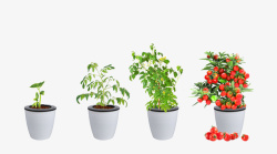 开花的盆栽番茄生长过程图高清图片