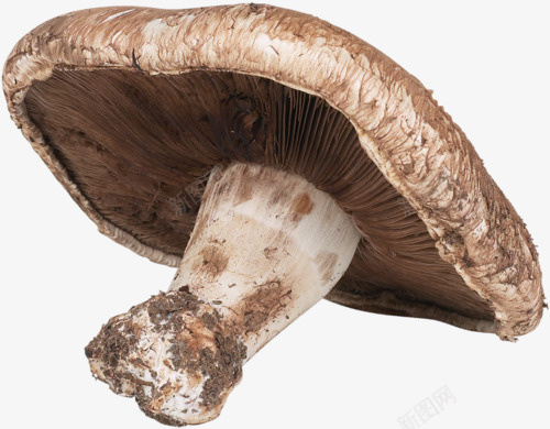 小蘑菇png免抠素材_88icon https://88icon.com 健康 蘑菇 食材 食物