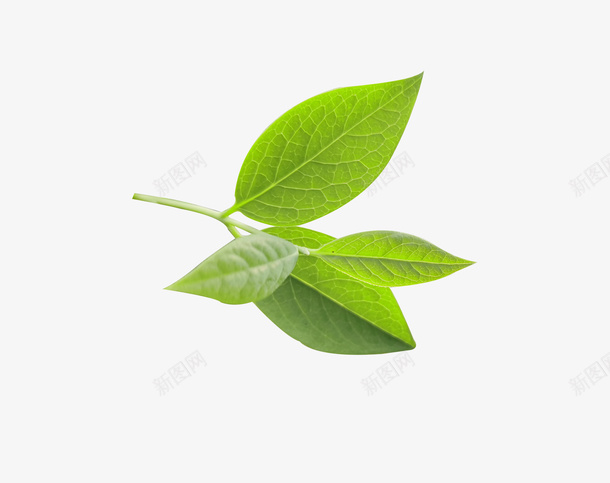 江西省怀玉山黄金茶茶叶png免抠素材_88icon https://88icon.com 怀玉山 茶叶 解暑茶 黄金茶