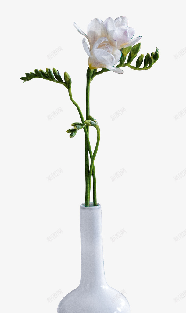 装在花瓶的花png免抠素材_88icon https://88icon.com 植物 花 花瓶 装在花瓶的花