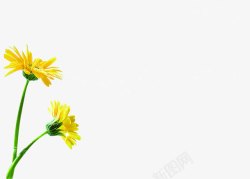 创意海报黄色花朵植物素材
