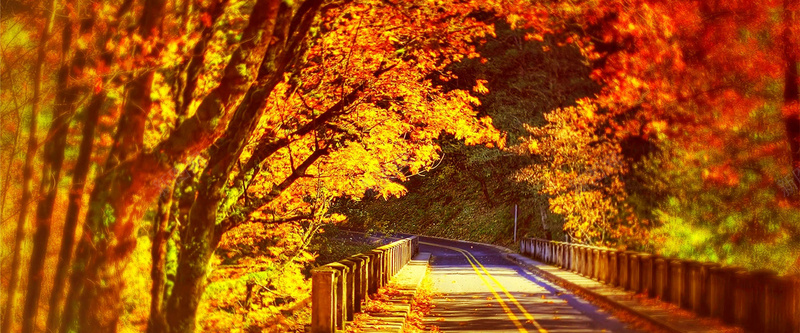 秋季公路透视风景背景背景