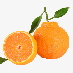 丑橘不知火耙耙柑橘子素材