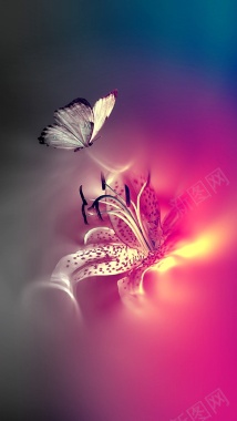美丽的蝴蝶花朵照背景背景