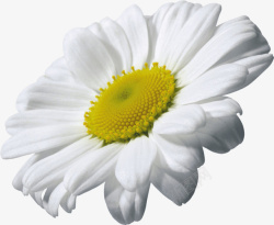 白色花瓣元素素材