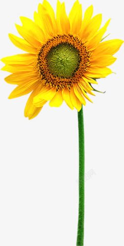 黄色卡通植物花朵效果素材