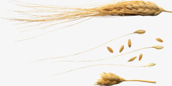秋收的小麦22素材