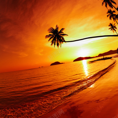 夕阳椰树背景背景