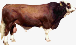 种牛黄牛真实的牛素材