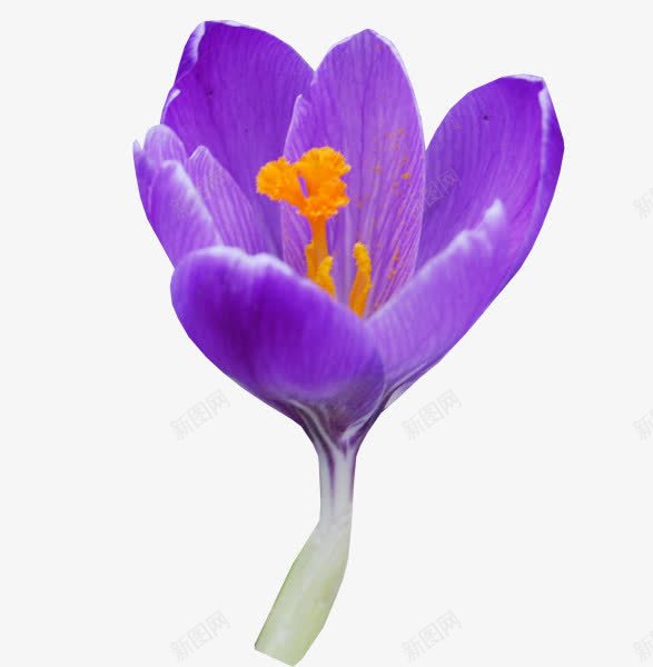花png免抠素材_88icon https://88icon.com 漂亮的花 紫色的花 花