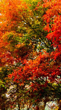 秋天枫树红叶H5背景背景