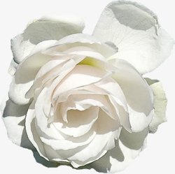 纯白色花朵素材