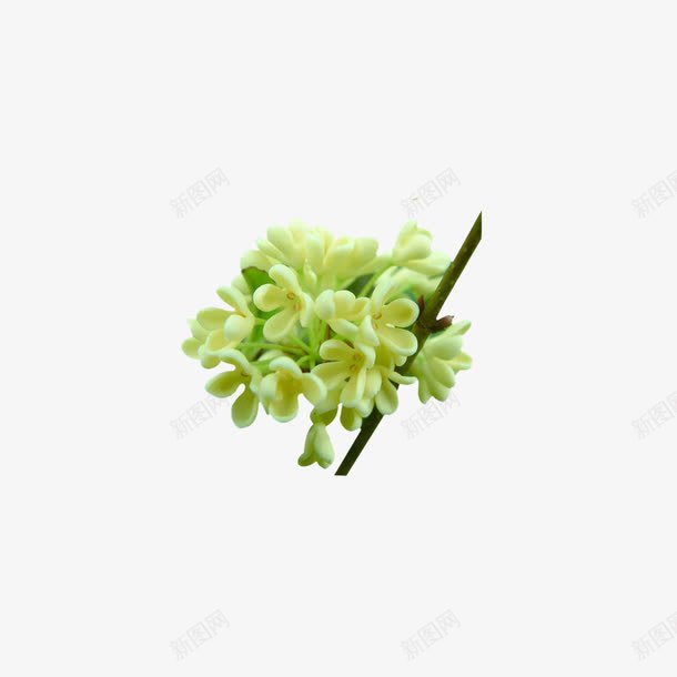 桂花png免抠素材_88icon https://88icon.com 叶子 桂花 绿色