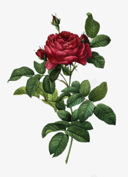 油画质感古典花卉花纹海报9素材