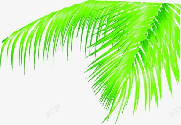 创意合成手绘绿色的棕榈树叶png免抠素材_88icon https://88icon.com 创意 合成 树叶 棕榈 绿色