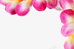 粉色花瓣边框素材