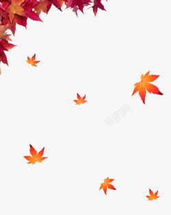黄色秋天的枫树叶素材