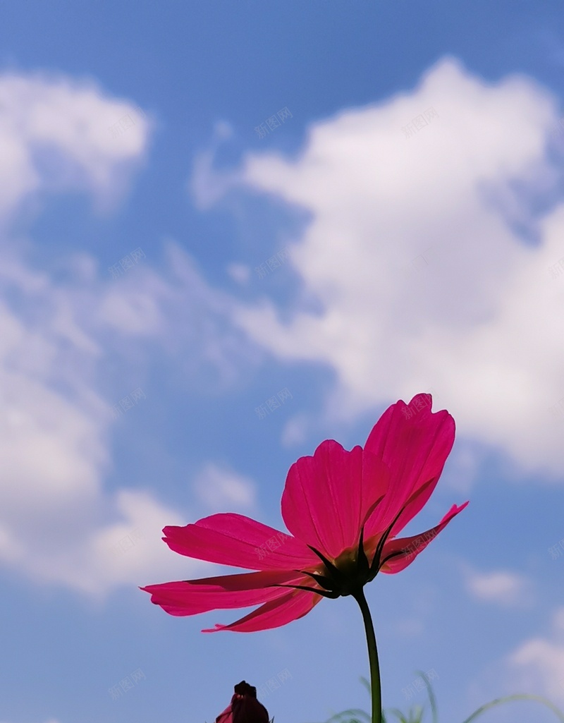 初秋印象格桑花16jpg设计背景_88icon https://88icon.com 格桑花 初秋印象 幸福 美好时光