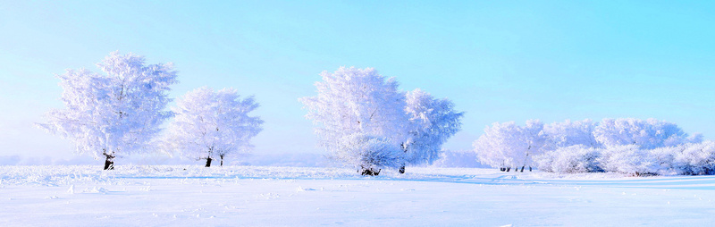 雪白大地大树冷风jpg设计背景_88icon https://88icon.com 雪白 大地 大树 冷风 海报banner 摄影 风景