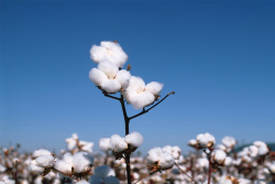 一朵棉花枝叶上生长的棉花高清图片