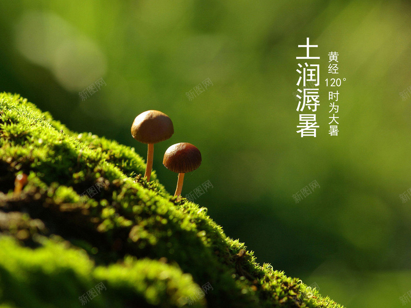 土润溽暑的大暑节气背景jpg设计背景_88icon https://88icon.com 24节气 大暑 绿色 蘑菇 风景 植物茂盛 草地 背景虚化 舒心