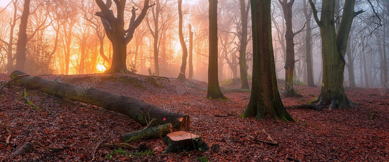 秋季落叶森林背景jpg设计背景_88icon https://88icon.com 秋季 落叶 森林 树林 咖色 黄昏 日照 女装 女鞋 男鞋 背景 海报banner 摄影 风景