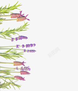 绿叶薰衣草背景素材