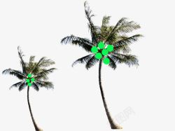 南方椰子树立体素材