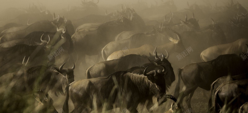 摄影群牛奔跑背景背景