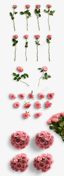 粉色玫瑰花单支各种形态的花素材