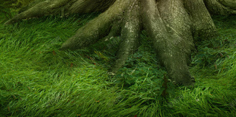 树木梦幻h5素材背景jpg设计背景_88icon https://88icon.com 木牌 树干 树木 梦幻 阳光 h5素材背景 梦幻背景 路标