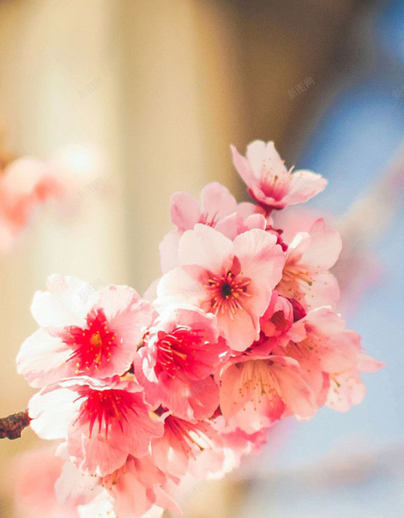 朦胧春天桃花手机端H5背景jpg设计背景_88icon https://88icon.com H5背景 小清新 手机端 春天 春天背景 朦胧 朦胧背景 桃花 桃花背景 盛开 简约 背景 花朵