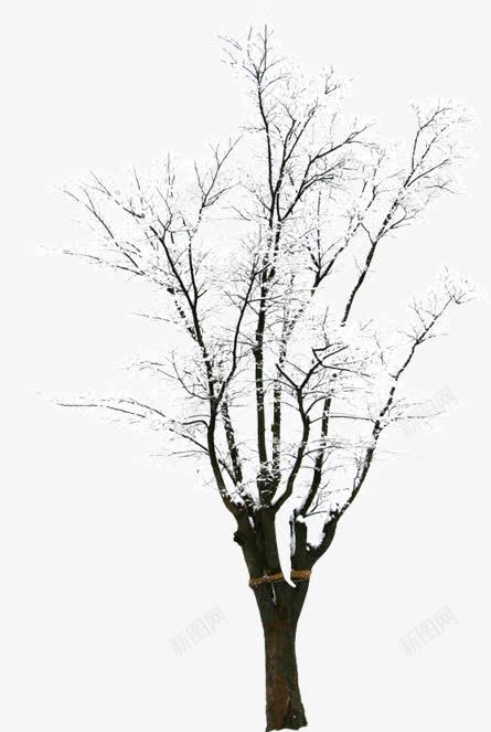 创意摄影合成树木白色的雪花png免抠素材_88icon https://88icon.com 创意 合成 摄影 树木 白色 雪花