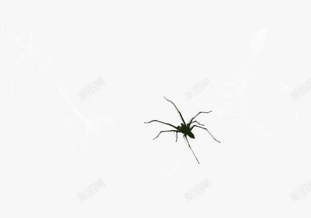 黑色创意蜘蛛png免抠素材_88icon https://88icon.com 创意蜘蛛 蜘蛛 黑色蜘蛛