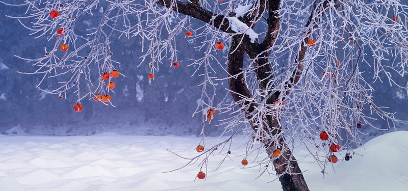 冬季果实淘宝海报背景bannerjpg设计背景_88icon https://88icon.com 树林 冬季 雪 红果 海报banner 摄影 风景