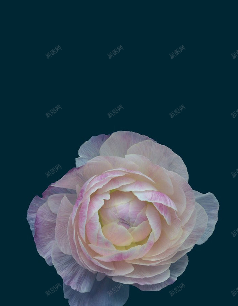 简约浅粉玫瑰背景图psd设计背景_88icon https://88icon.com 浪漫 简约 绿色 花朵 鲜花 浅粉玫瑰 玫瑰花 文艺 小清新