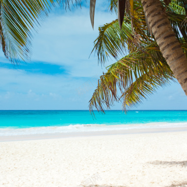 清新海滩椰树背景图背景