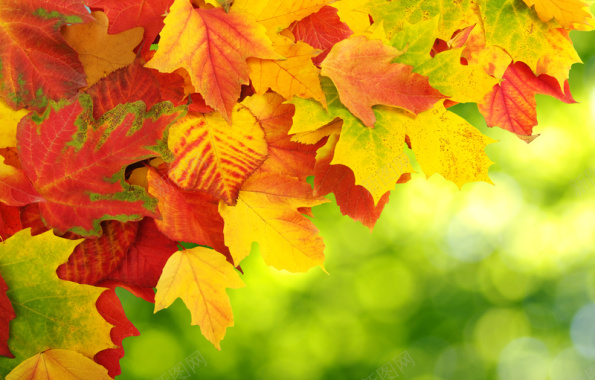 红色树叶与黄色树叶一起背景