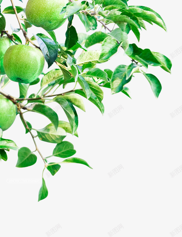 青苹果果树枝叶装饰png免抠素材_88icon https://88icon.com 果树 树枝 苹果树 青苹果