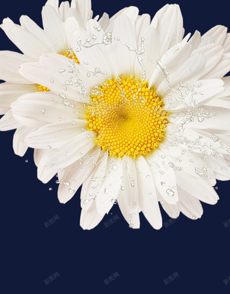 白色花朵深蓝色背景psd设计背景_88icon https://88icon.com 保养 保湿 化妆品 女性 护肤 水波 水纹 海报 深蓝色 白色 背景素材 花朵 鲜花