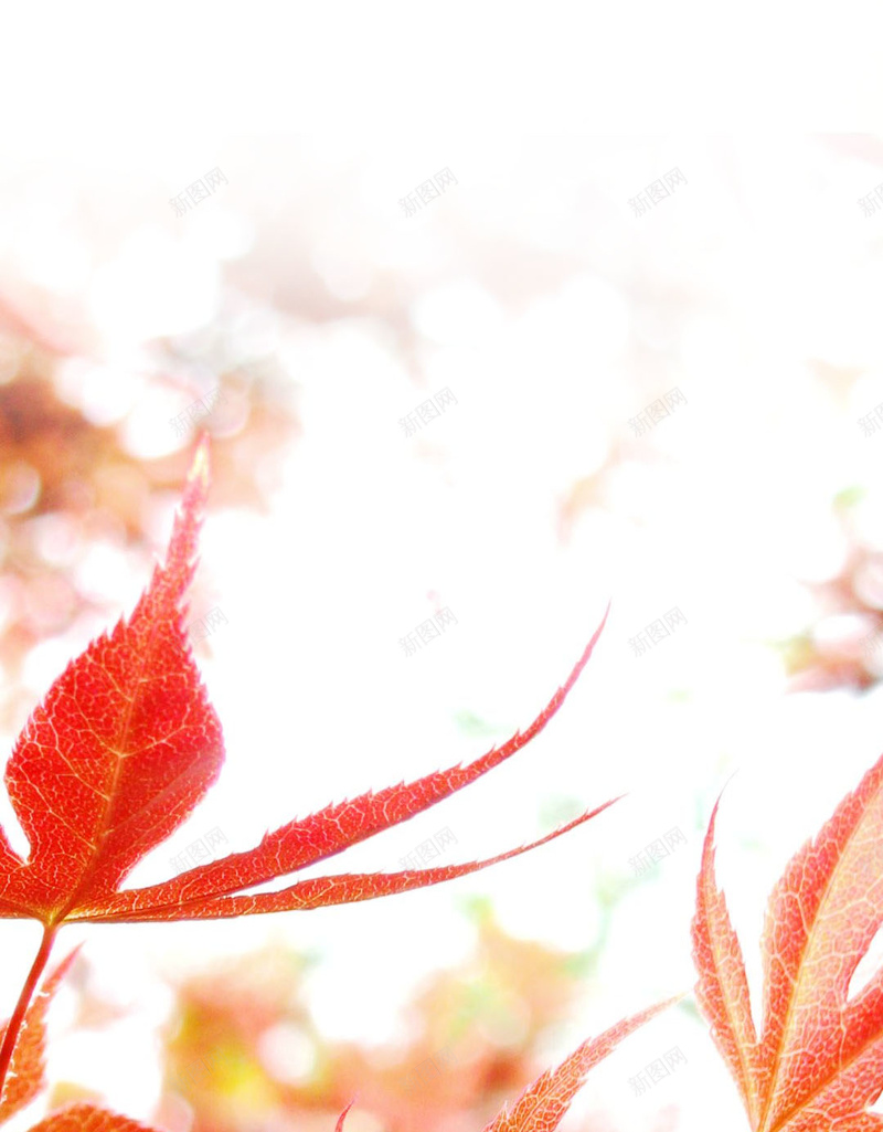 红色唯美枫叶H5背景jpg设计背景_88icon https://88icon.com 红色 枫叶背景 背景红色 枫叶 红色背景 摄影 风景