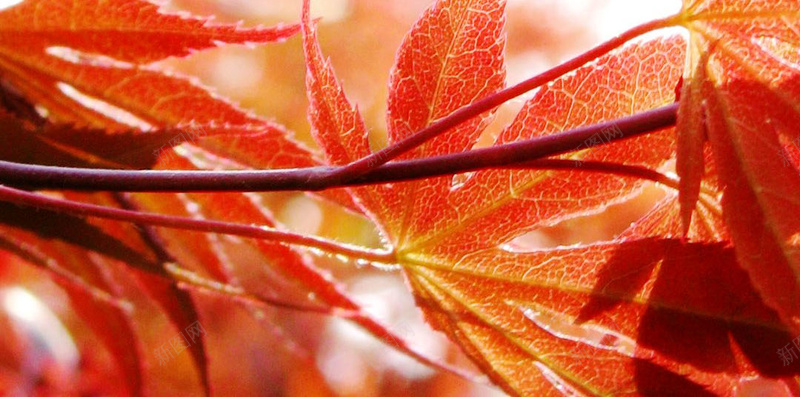 红色唯美枫叶H5背景jpg设计背景_88icon https://88icon.com 红色 枫叶背景 背景红色 枫叶 红色背景 摄影 风景