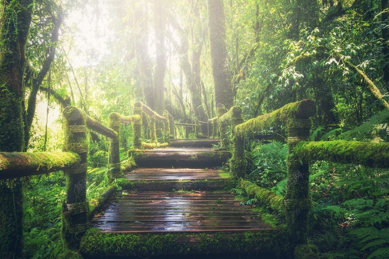 茂密森林中的木桥jpg设计背景_88icon https://88icon.com 森林 树木 花草 木桥
