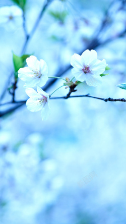 朦胧春天春天蓝色花朵手机端H5背景高清图片