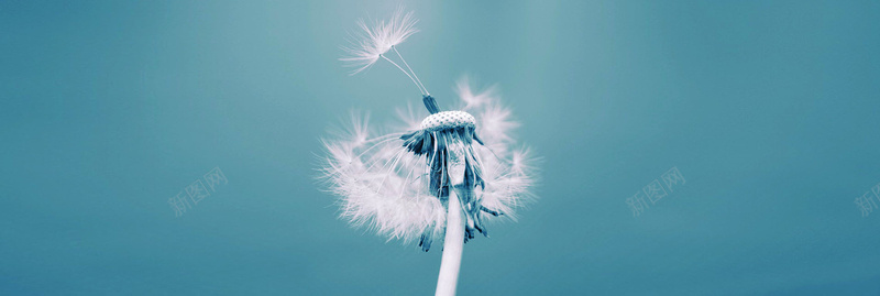蒲公英唯美小清新jpg设计背景_88icon https://88icon.com 海报banner 摄影 风景 蒲公英唯美小清新