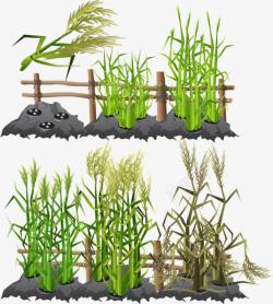种植的水稻素材