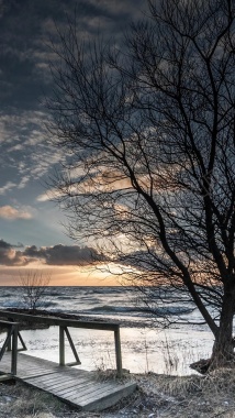 冰冻大海黑色枯树H5背景背景