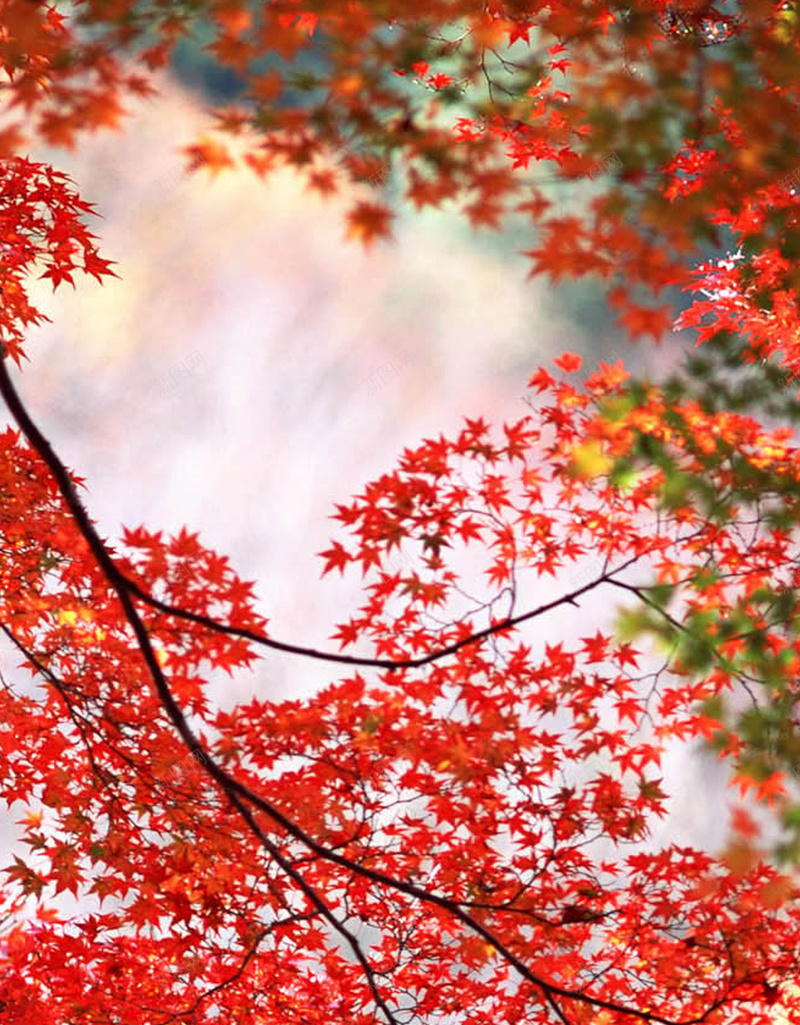 秋日红色主题风景H5背景jpg设计背景_88icon https://88icon.com 红色 树叶 植物 风景 摄影 H5 h5