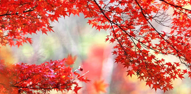 秋日红色主题风景H5背景jpg设计背景_88icon https://88icon.com 红色 树叶 植物 风景 摄影 H5 h5